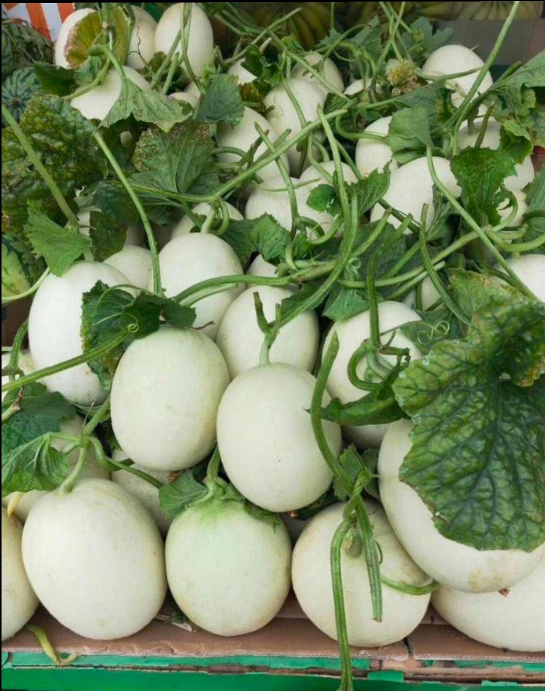 玉菇甜瓜  玉姑甜瓜