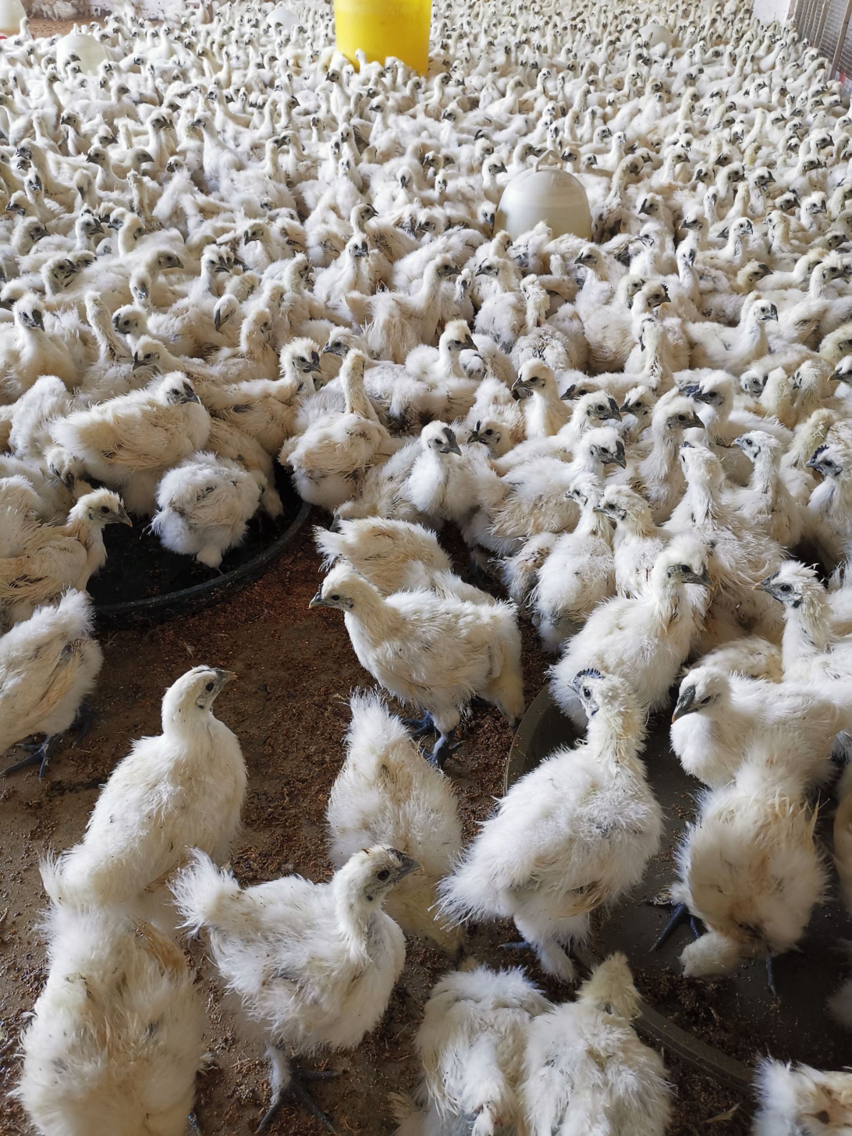 乌骨鸡苗  九两的白凤鸡