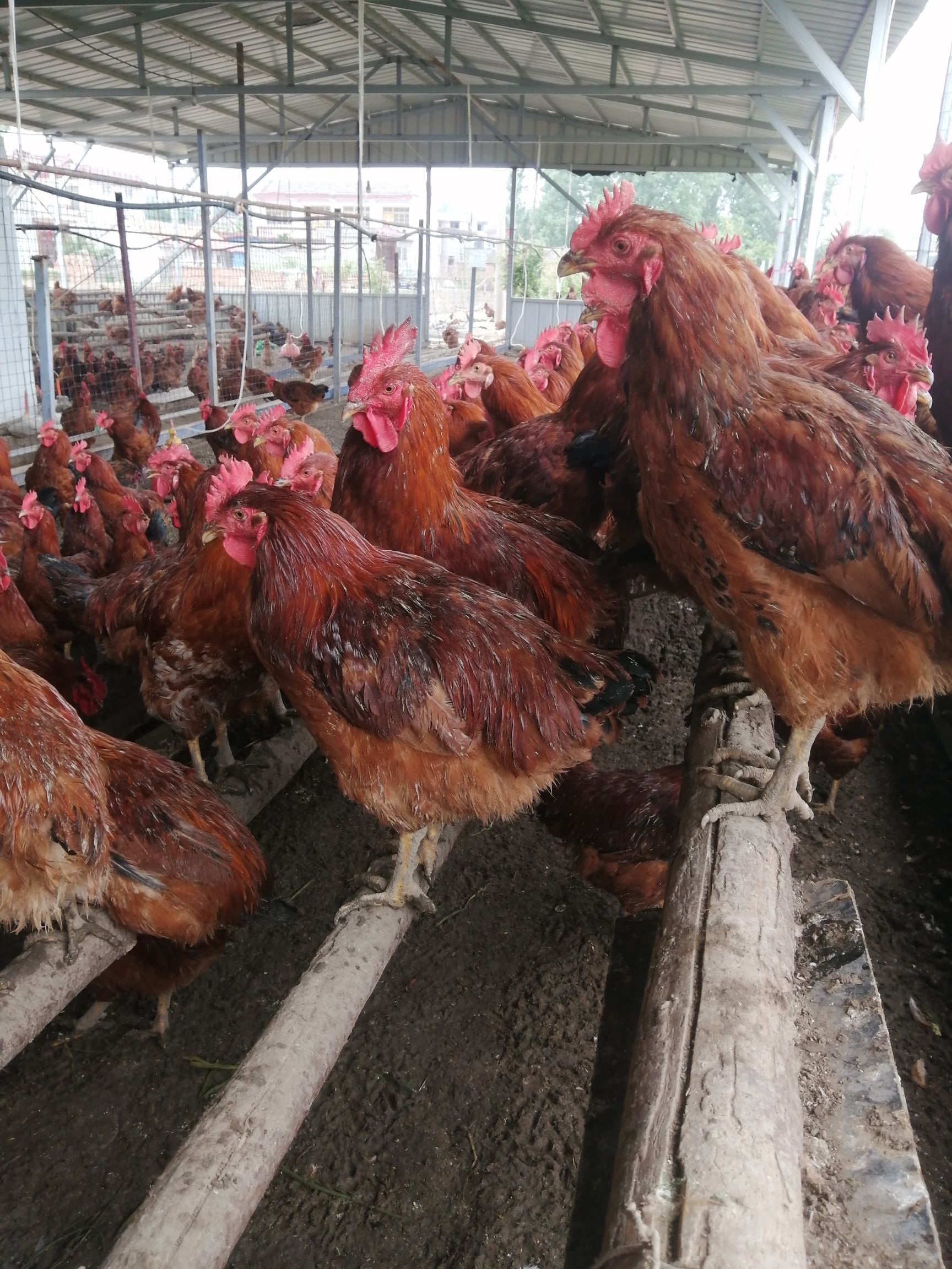杂交鸡  6个月的红玉，纯散养欢迎采购！