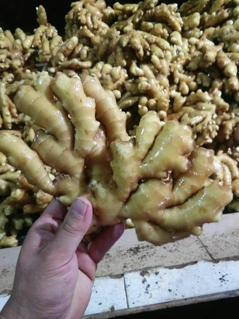 山东小黄姜批发 产地货源  品质好