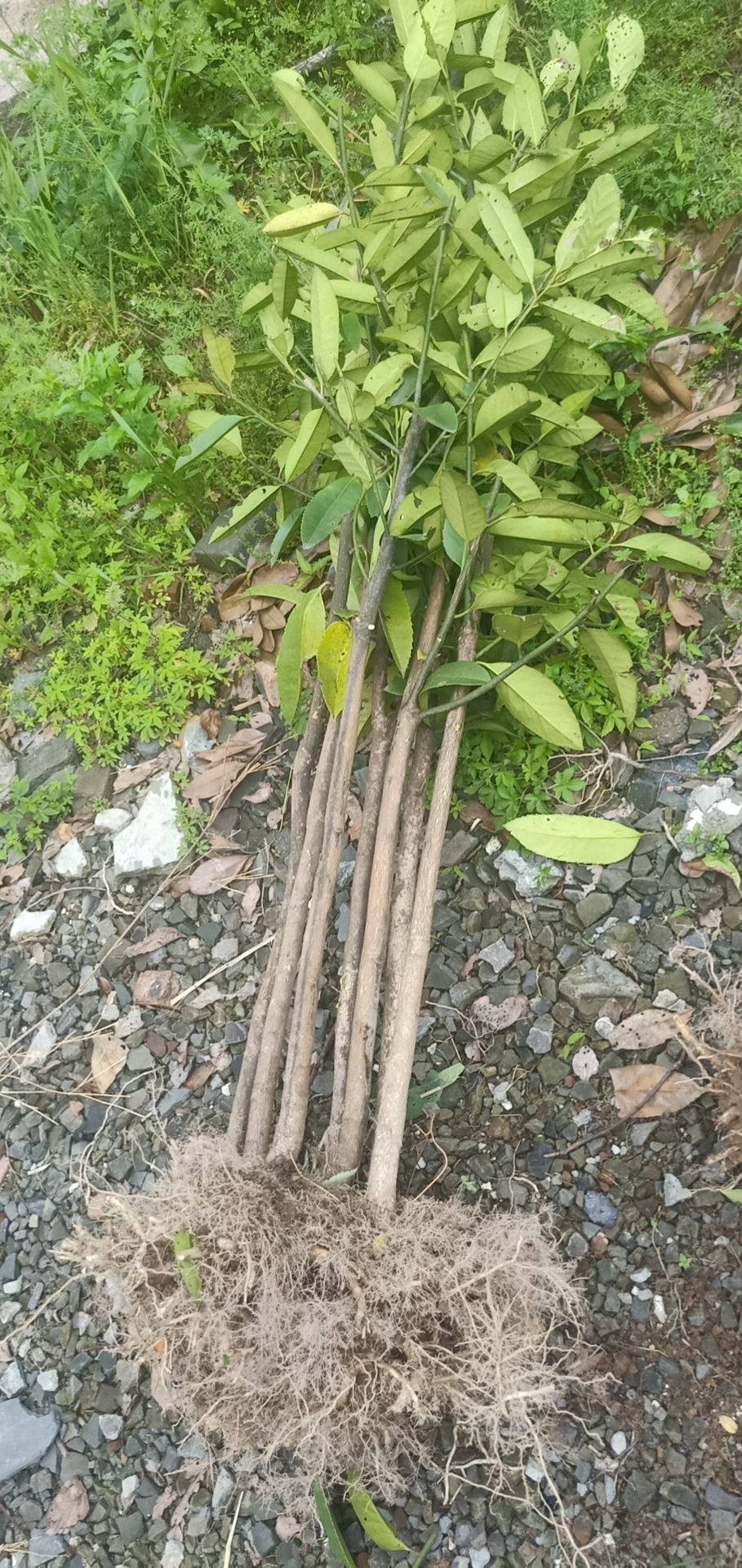 乌牛早茶苗  龙井茶叶苗 黄金牙 乌牛早 奶白茶 龙井茶白茶苗