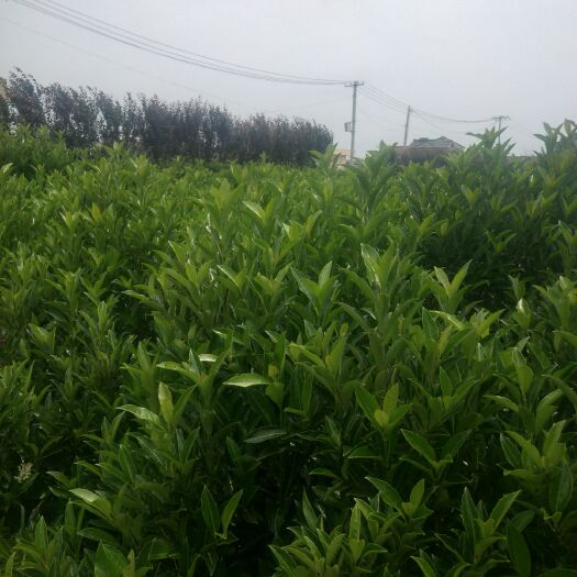 杭州 青珊瑚不脱脚，精品苗，量大优惠