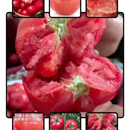 晋中普罗旺斯番茄 普罗旺斯   黄金酸甜比例