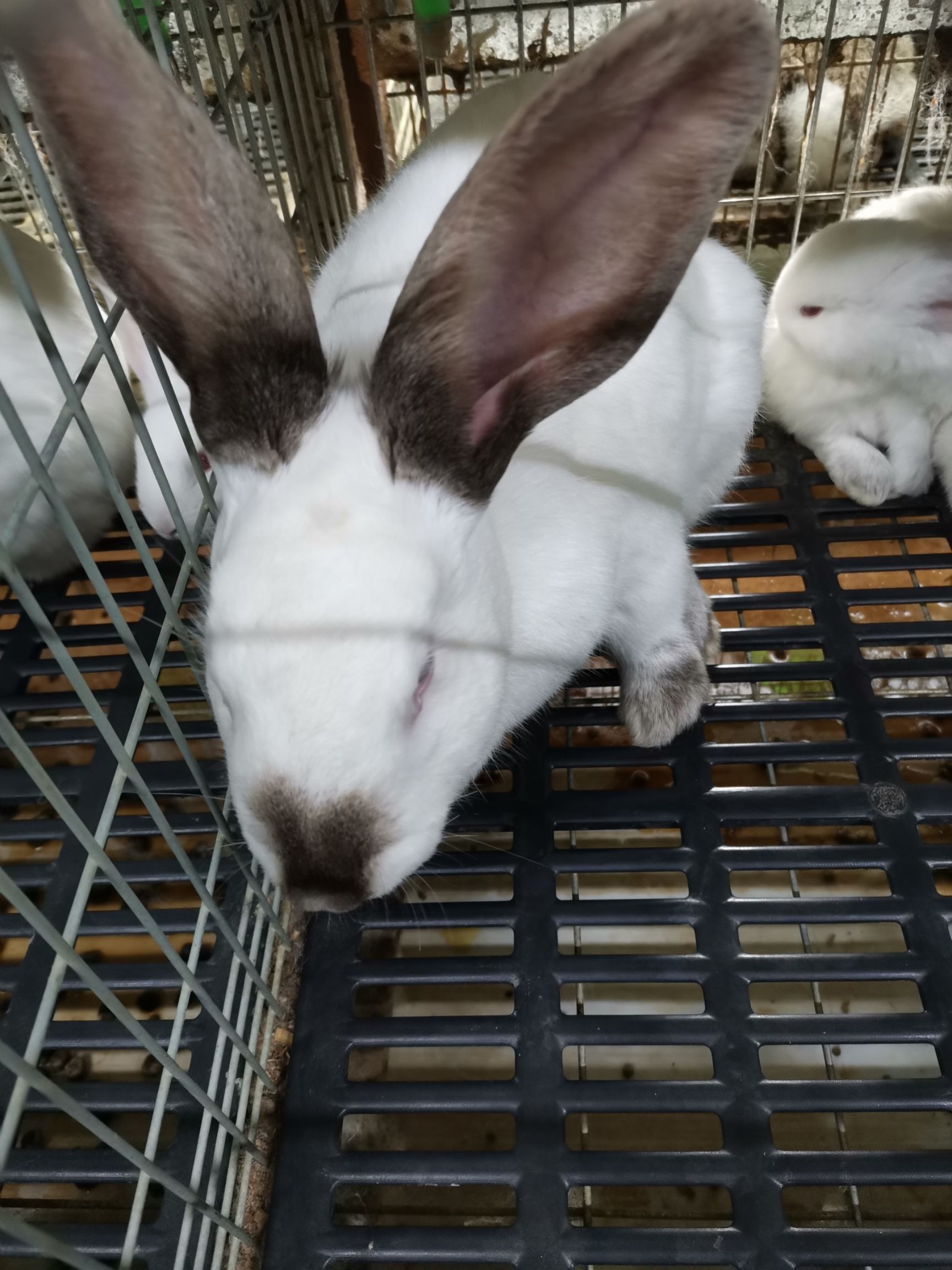 比利时兔 供应，比利时，新西兰，兔崽，青年兔，种兔，一月一窝，一窝十多