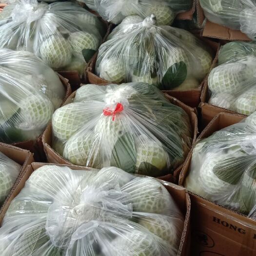 廉江市珍珠番石榴 珍珠石榴