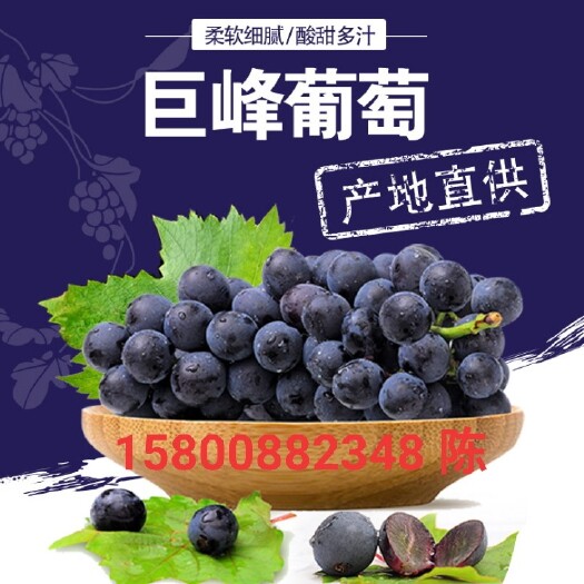 巨峰葡萄 1-1.5斤 5%以下 1次果