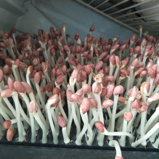 法库县 花生芽  辽宁地区  物美价廉