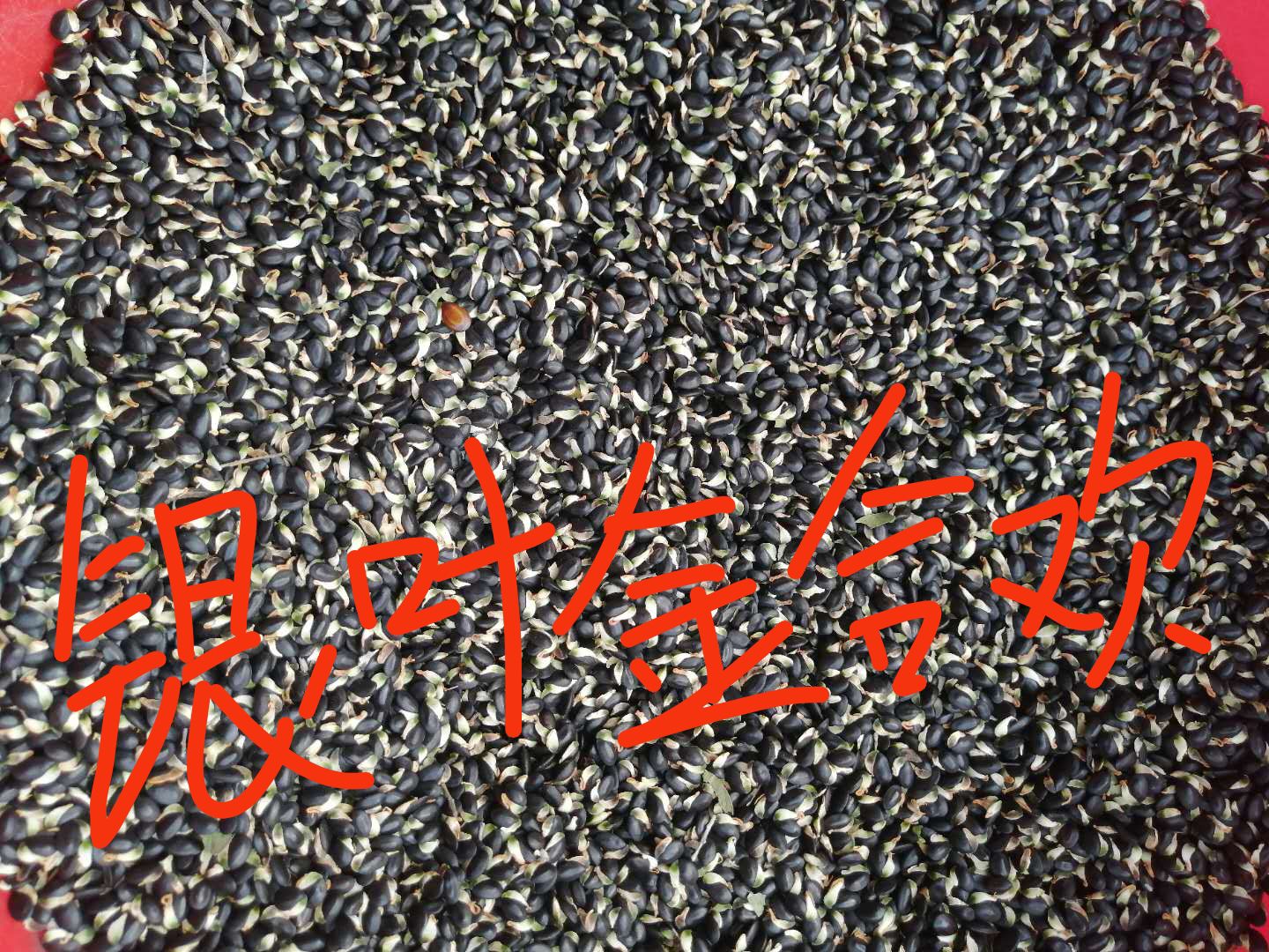 桑树种子 长期出售各种树种，需要的老板联系订单