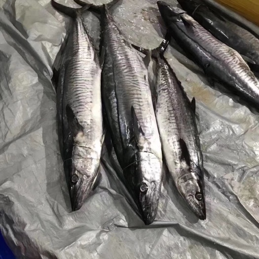 金钱鱼 禁海手约鱼