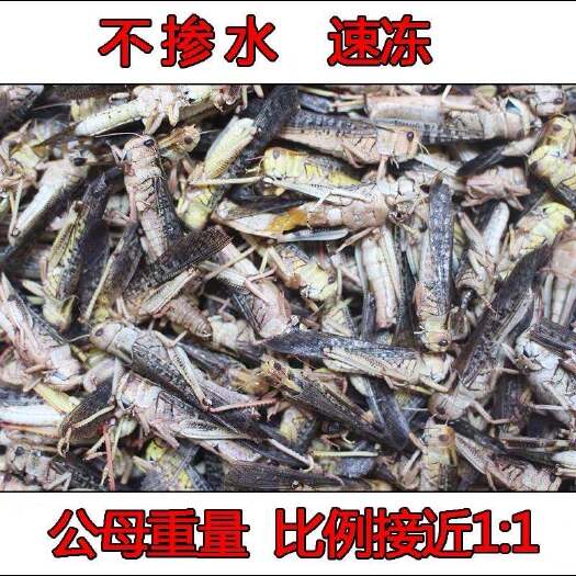 成武县 蚂蚱