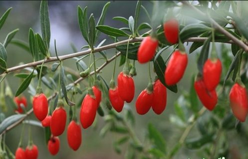 宁杞7号 12-18个月