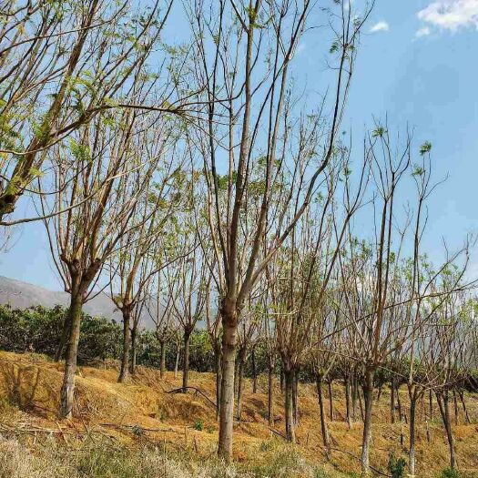米易县 12公分蓝花楹