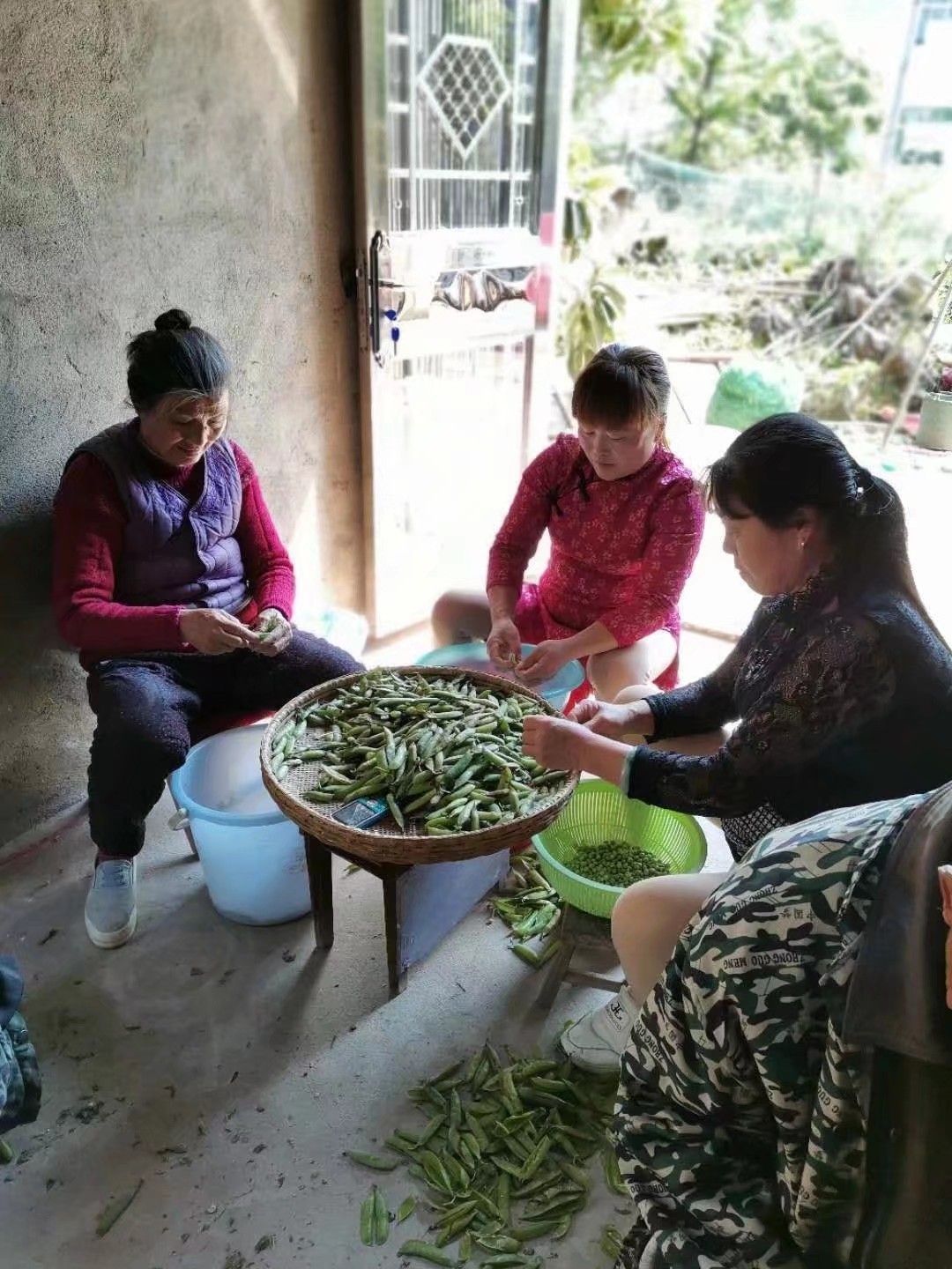 荷兰豆  豌豆米 豌豆仁 水果豆 甜豆 长寿豆 品质保证 量大可谈