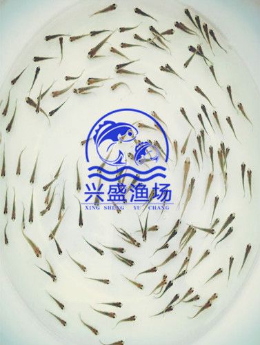 草鱼水花 草鱼夏花