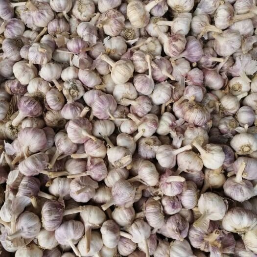 商水县白皮大蒜 蒜上市 直径6-10cm新地头茬蒜