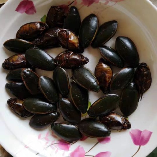 谷城县农村食材金边龙虱