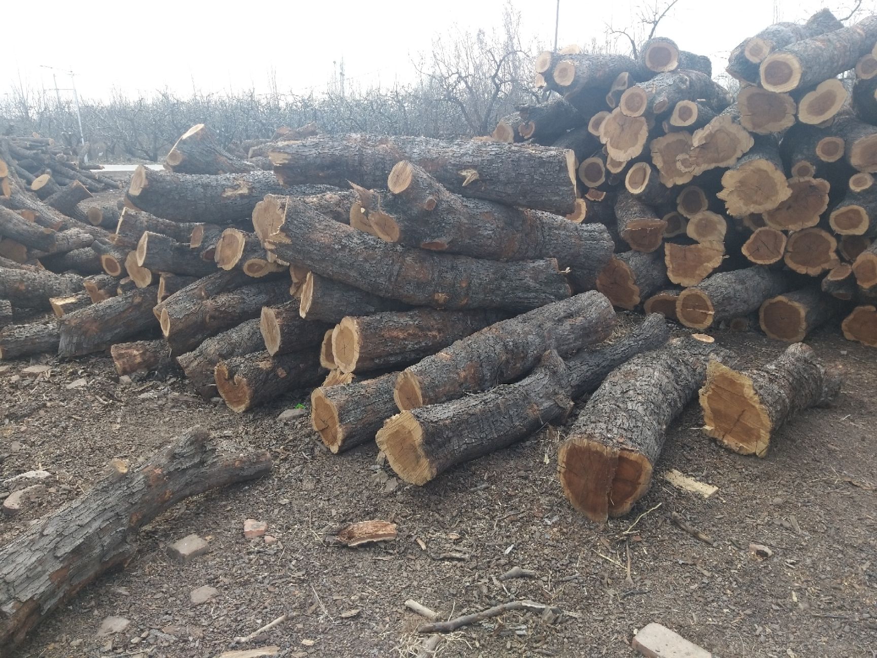  百年红心枣木雕刻枣木枣木墩用料枣木家具用料