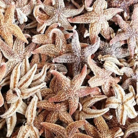 亳州 小海星，干货