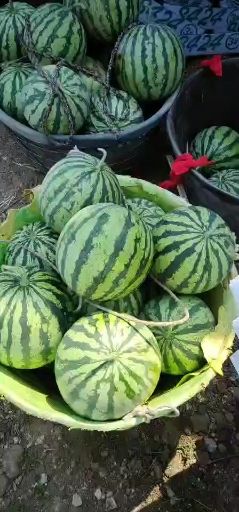 8424西瓜 新沂无子8424上市了。量大。。