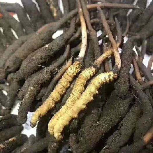 玛沁县 果洛雪山虫草