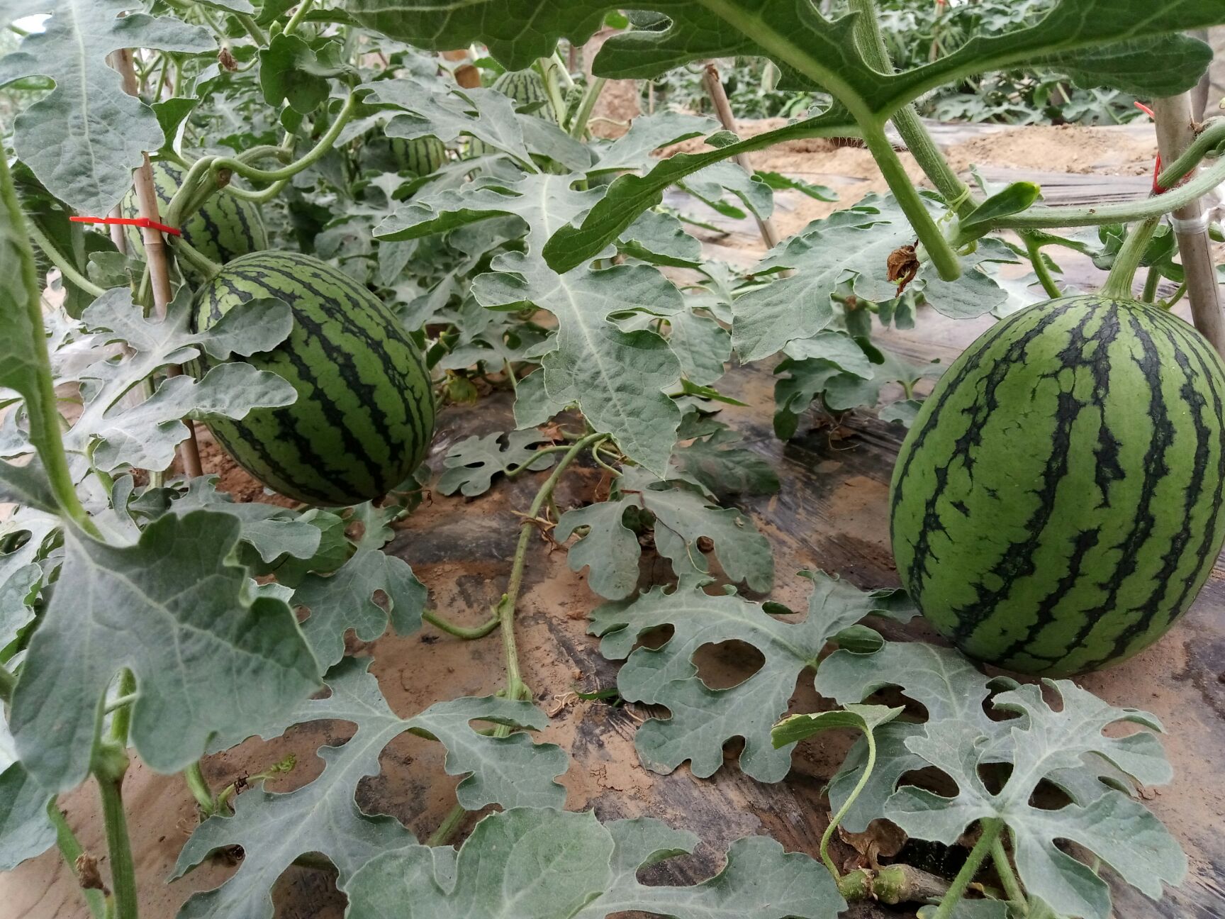 庞各庄西瓜,l600吊瓜,保熟,纸箱,散装都可以,蜜蜂授粉