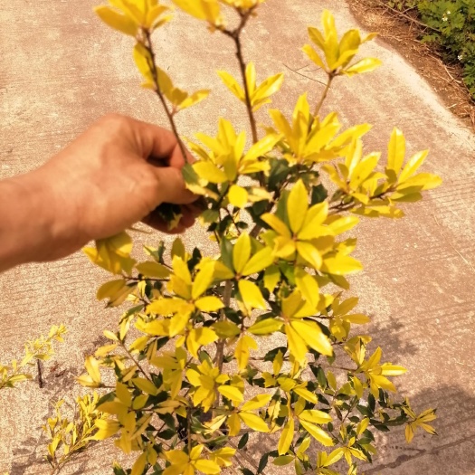 岑溪市黄金构骨 黄金枸骨