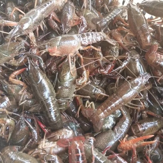 潜江市潜江小龙虾 中青4-6钱