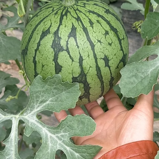 菏泽 彩虹西瓜