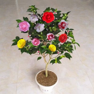 沭阳县 山茶花苗山茶花盆栽四季绿植绣球白茶十八学士花卉观花庭院五色赤