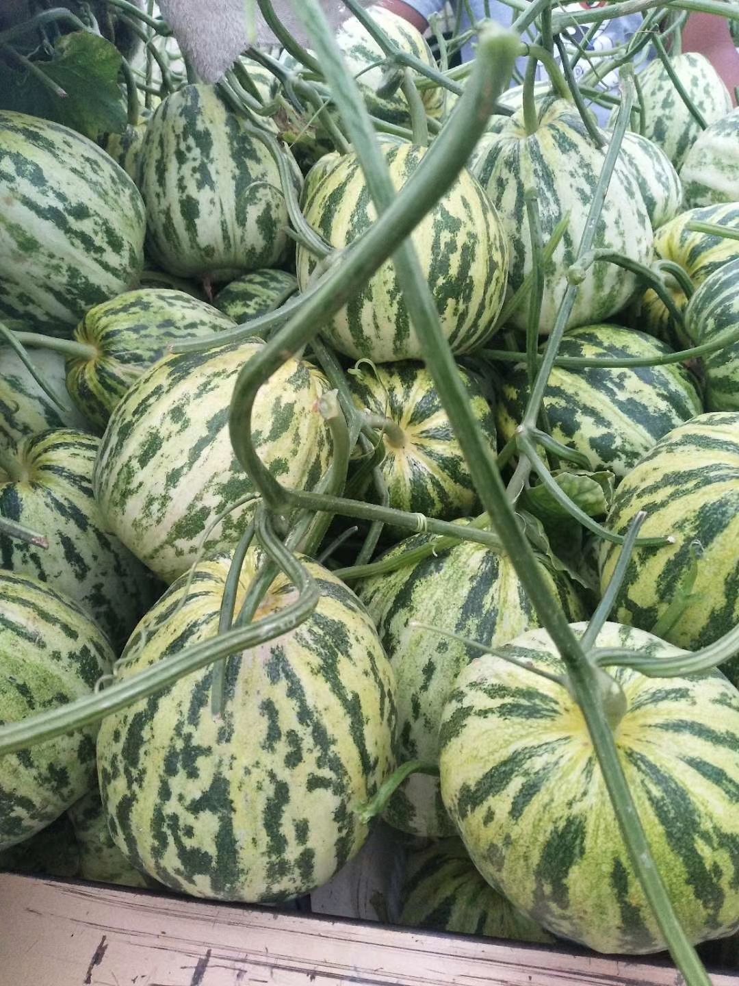  花蕾 精品花蕾甜瓜 河南安阳滑县万亩甜瓜大量上市中