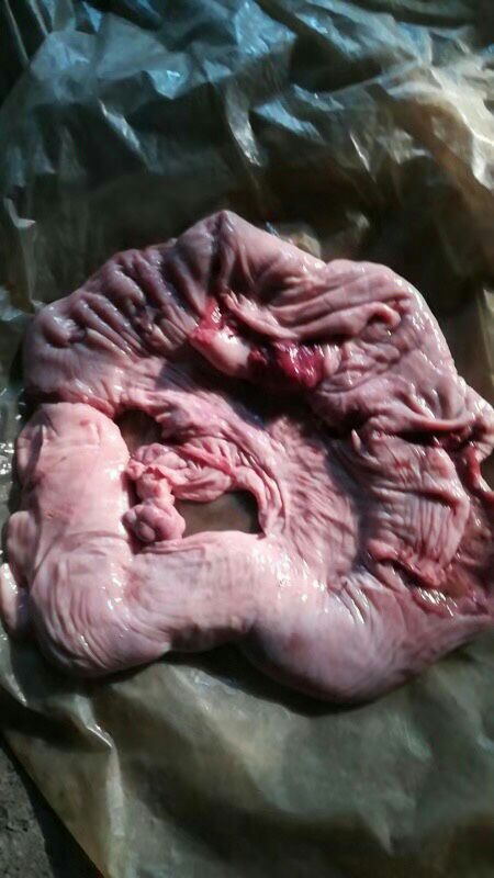 母猪脆肠图片