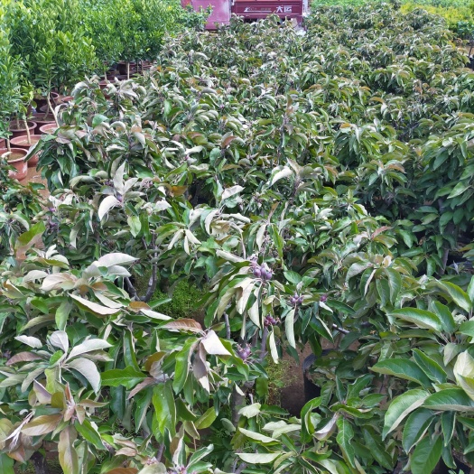 平邑县红肉苹果树苗 盆栽苹果  红肉苹果盆栽