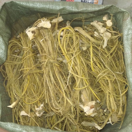 连州市白花牛奶树根鲜货