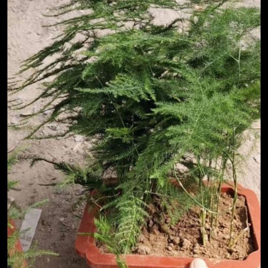青州市 文竹基地直接发货