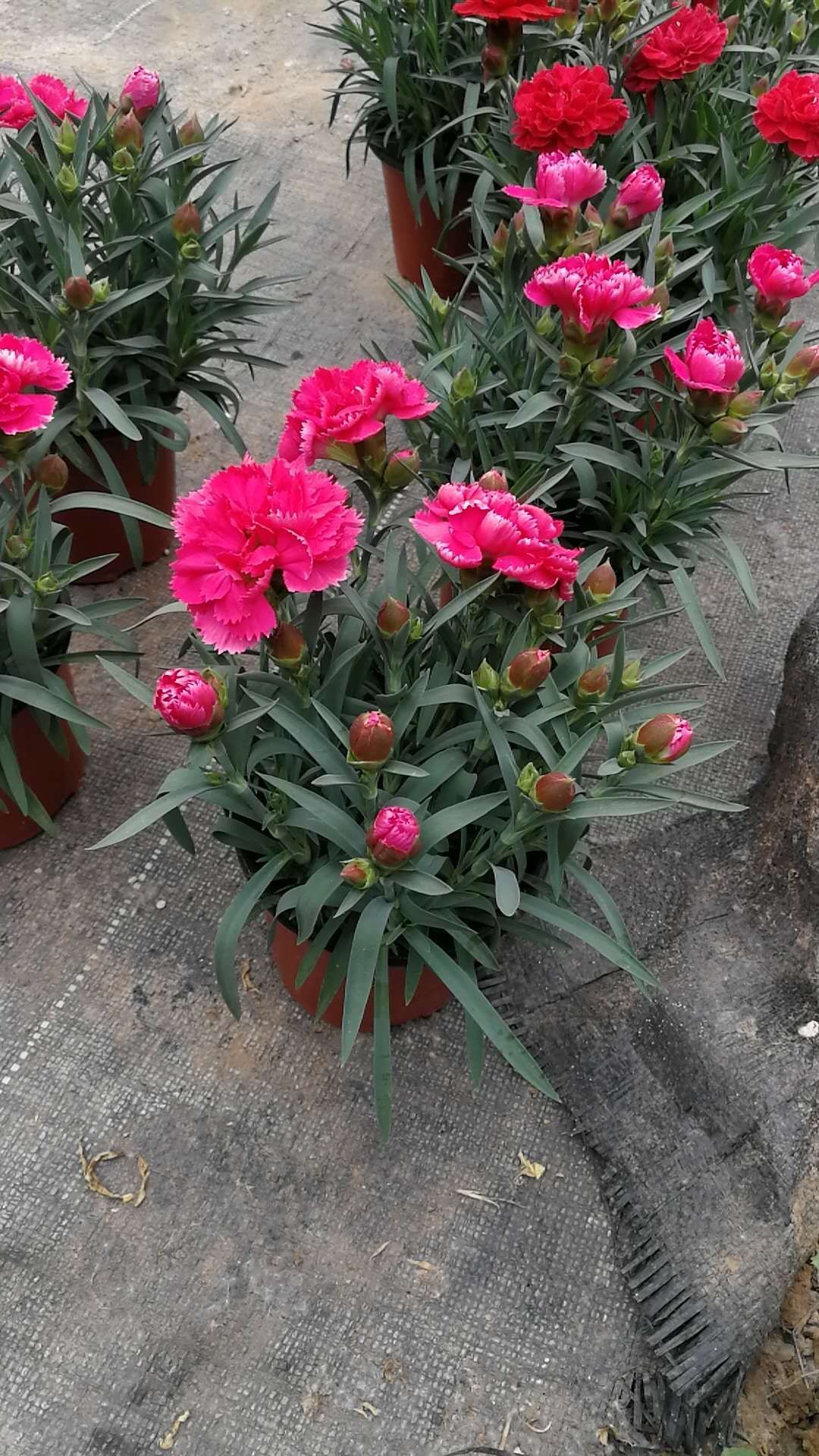  大量康乃馨