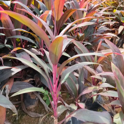 东莞市红叶朱蕉  朱焦  0.5米上下都有   东莞苗圃基地直销