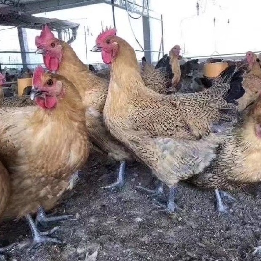 广州麻鸡苗  大种青脚麻 小种青脚麻土鸡苗 青脚土鸡苗 包打疫苗包路损