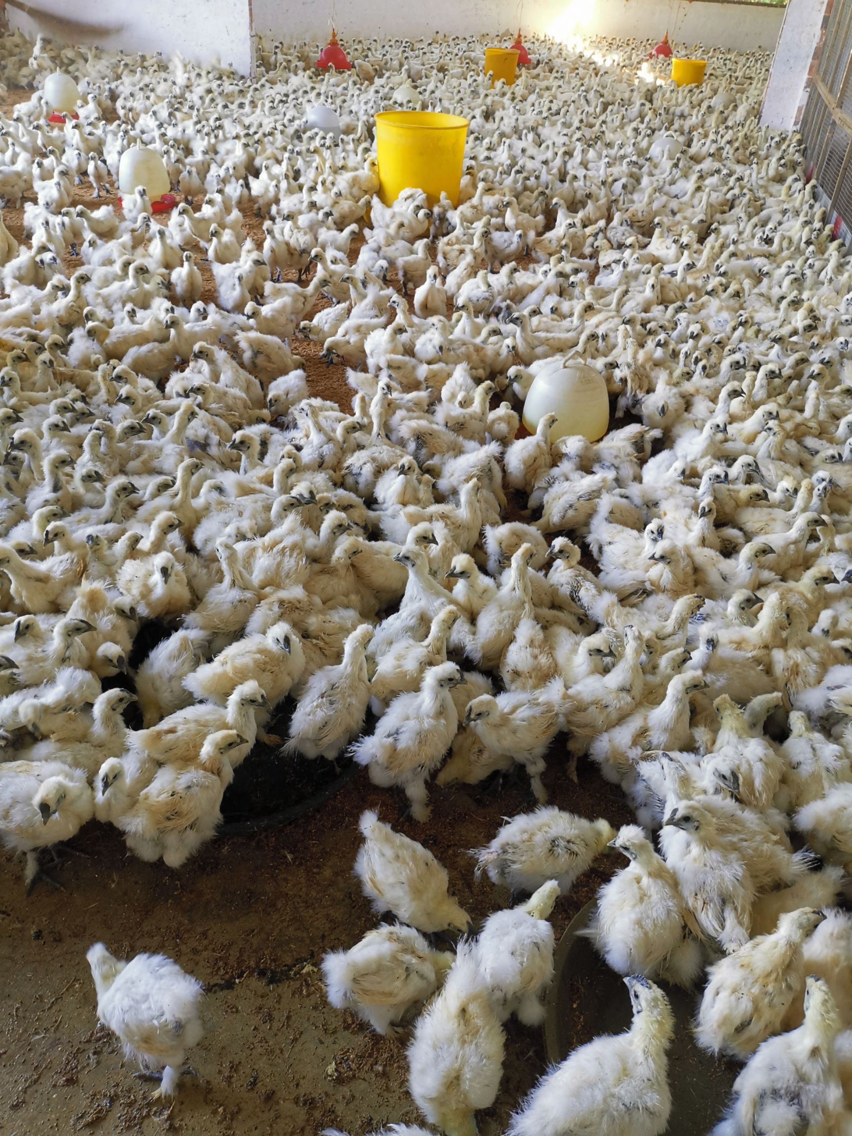 乌骨鸡苗  九两的白凤鸡