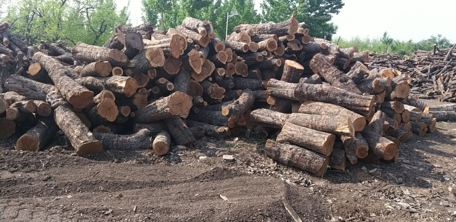  百年红心枣木雕刻枣木枣木墩用料枣木家具用料