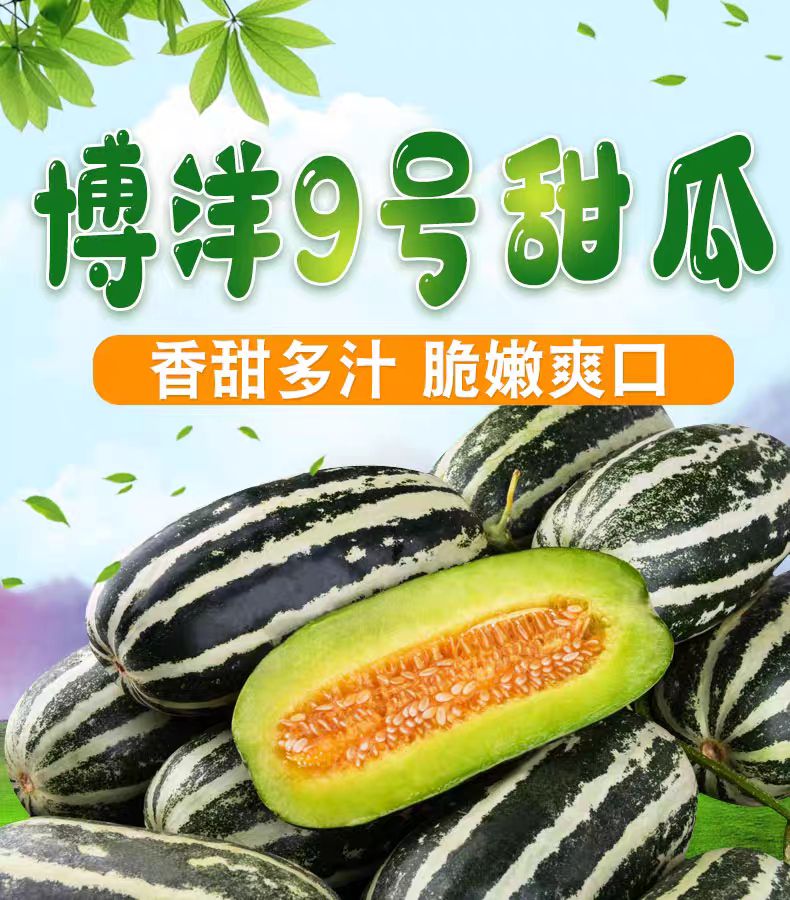 山東博洋九號甜瓜脆甜