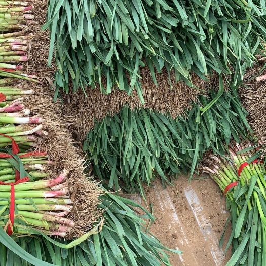 秦皇岛 红根蒜苗价钱便宜，保证质量。
