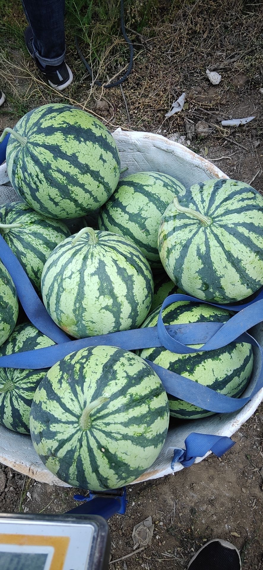 8424西瓜 新沂无子8424上市了。量大。。