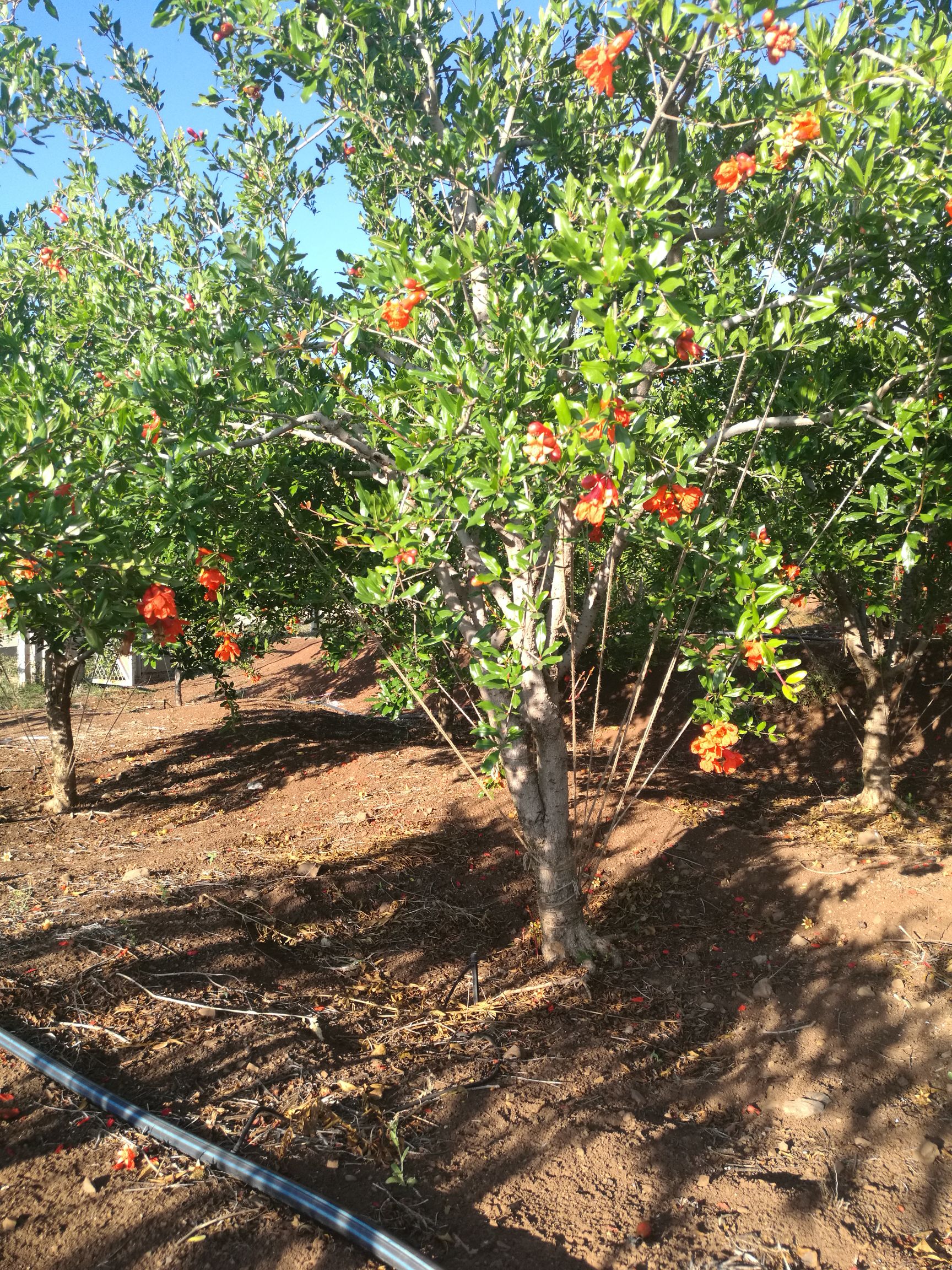 软籽石榴苗 盛果期大树突尼斯红如意软仔石榴