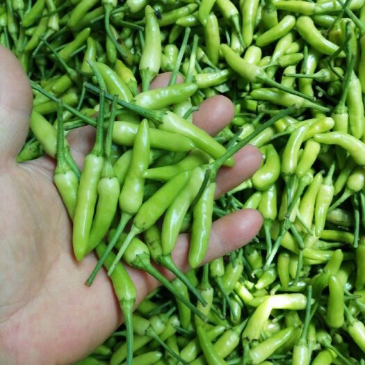 柳州 广西小米椒白米椒 白辣椒凤爪泡椒