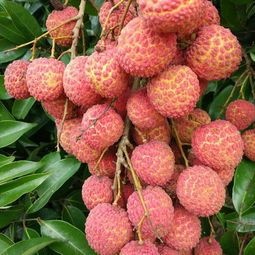 灵山县桂味荔枝苗 桂味荔枝嫁接苗