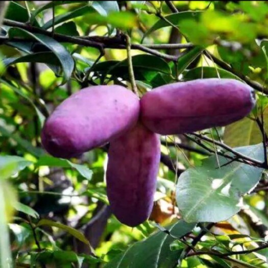 宜昌 正宗三峡八月瓜