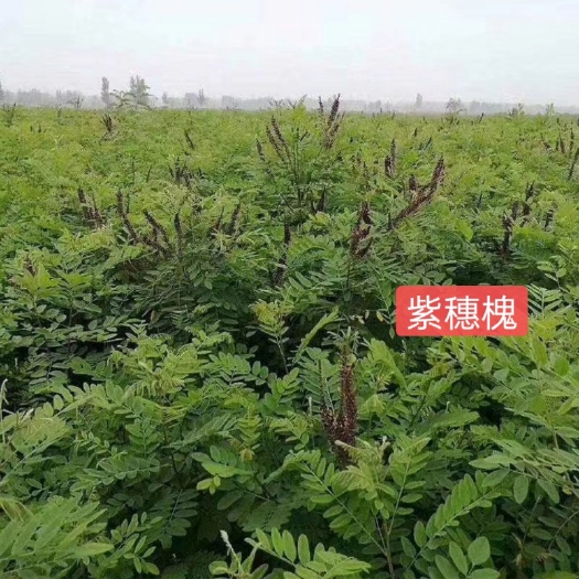 郑州紫穗槐种子紫穗槐