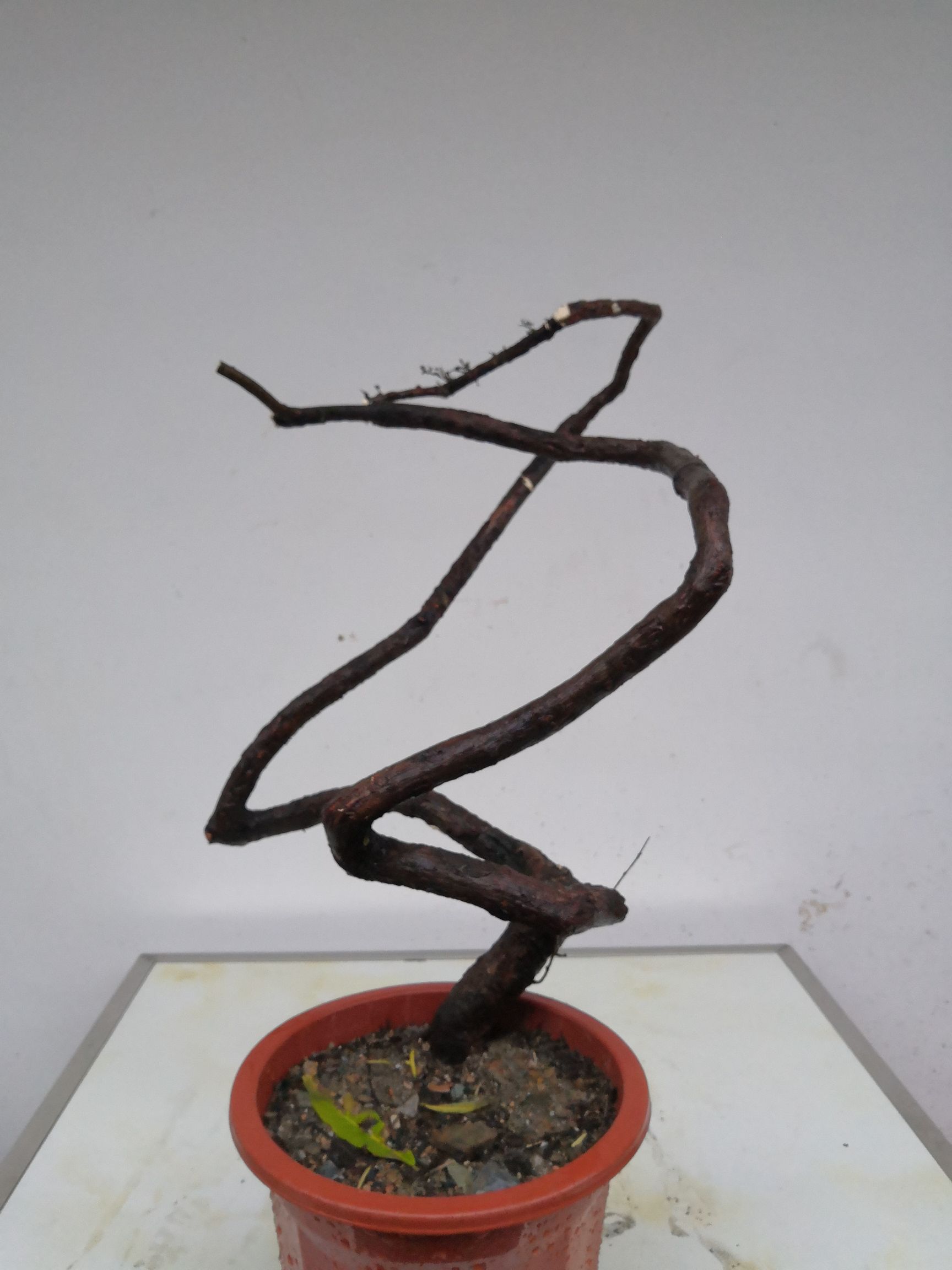 平枝栒子 盆景桩材，荀子，红花荀子，红果荀子，米叶荀子，平枝荀子！