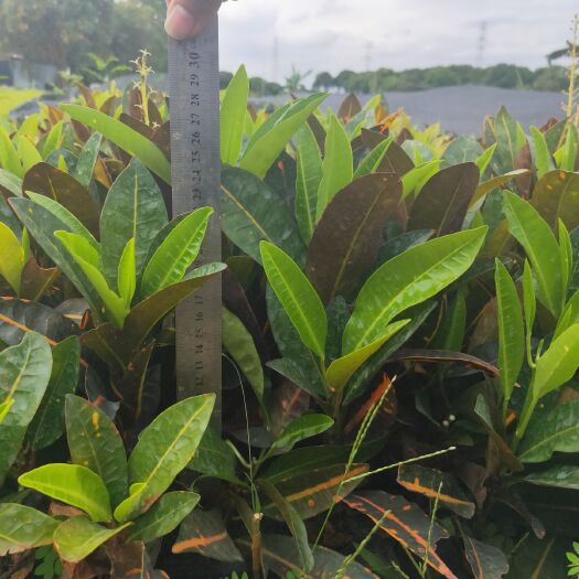 东莞市洒金变叶木  变叶木 海南洒金   0.5米以下  批量出售
