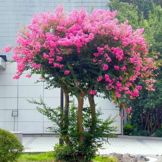 沭阳县 2020拆迁占地苗紫薇，红花紫薇蓝花紫薇白花紫薇紫薇苗紫薇